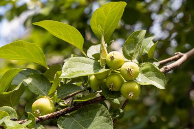 Küçük parlak sarı elma ve yeşil yapraklı bir yabani elma dalı yazın bir parkta.