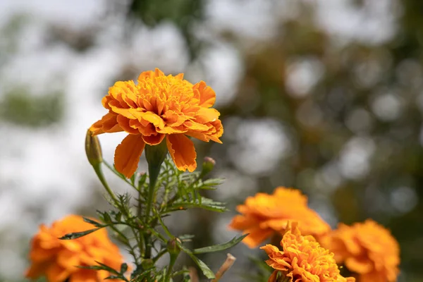 Orange Marigold Flowers Beautiful Green Leaves Bloom Autumn Garden Blur — Stock Photo, Image