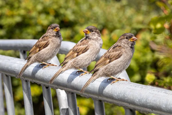 夏の庭の灰色の金属製の柵の上に雀のグループが座っている — ストック写真