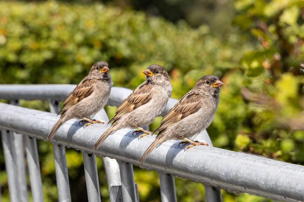 Een Groep Mussen Zit Een Grijs Metalen Hek Een Zomertuin — Stockfoto