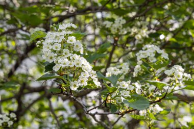 Yeşil yapraklı bir beyaz dikenli ağaç baharda bir parkta açar.