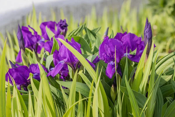 Группа Фиолетовых Цветков Люкс Растет Размытом Темно Зеленом Фоне Растений — стоковое фото
