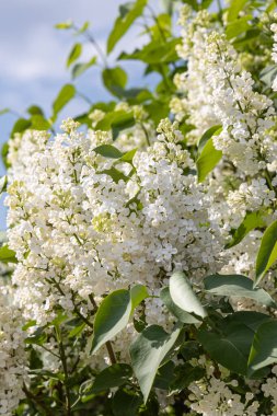 Yeşil yaprakları ve tomurcukları olan beyaz bir leylak dalı yazın bulanık yeşil bir arka planda çiçek açar. Dikey