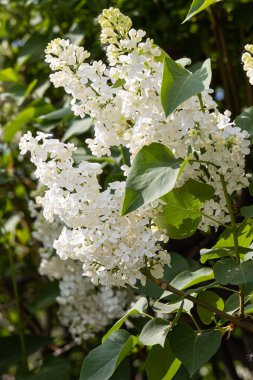 Yeşil yaprakları ve tomurcukları olan beyaz bir leylak dalı yazın bulanık yeşil bir arka planda çiçek açar. Dikey