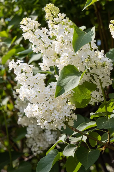 Yeşil yaprakları ve tomurcukları olan beyaz bir leylak dalı yazın bulanık yeşil bir arka planda çiçek açar. Dikey