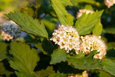 Bahar bahçesinde yeşil yapraklı bir beyaz spirea kabarıklığı bulanık yeşil bir arka planda çiçek açıyor.