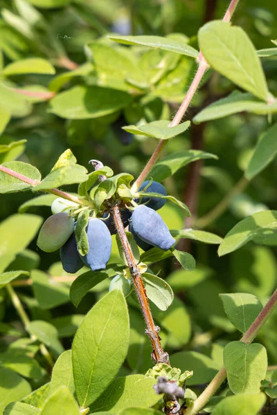 Wild Honeysuckle Branches Green Fresh Leaves Blue Berries Blurred Background — Foto Stock