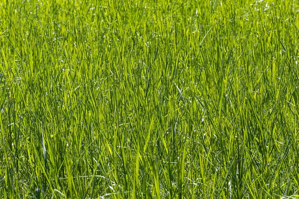 Beautiful Horizontal Photo Green Creeping Wild Rye Grass Summer — Stock Photo, Image
