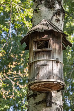 Plywood 'dan gelen eski sarı kuş ve sincap evi yazın bir parktaki huş ağacında asılı duruyor. Dikey