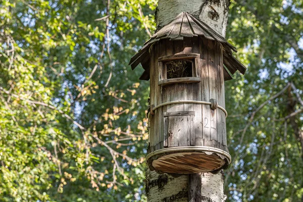 Old Yellow Bird Squirrel House Plywood Hanging Birch Tree Park — ストック写真