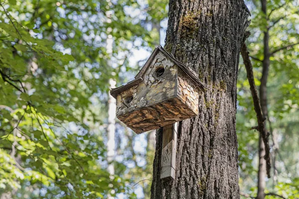 Old Yellow Bird Squirrel House Wood Hanging Pine Tree Park — ストック写真