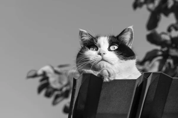 Beautiful Adult Young Black White Cat Big Eyes Roof — Stock Photo, Image