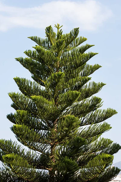 Prachtige Grote Groene Norfolk Island Dennen Ligt Blauwe Lucht Achtergrond — Stockfoto