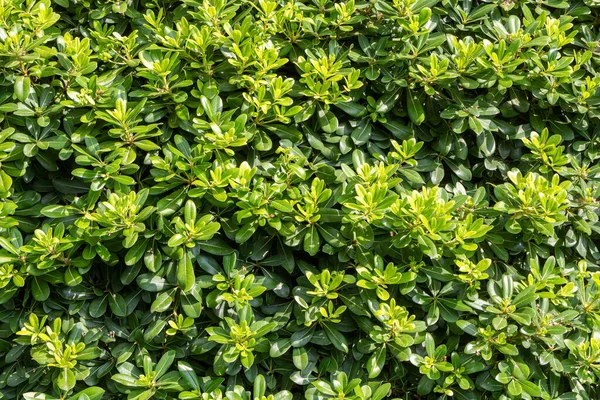 Bright Green Japanese Cheesewood Bushes Park Summer — Foto de Stock