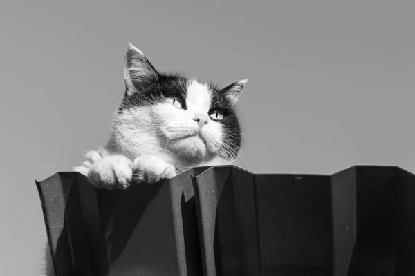 아름다운 아름다운 고양이 옥상에 있습니다 — 스톡 사진