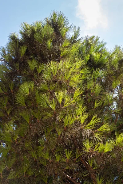 Beautiful Big Green Pine Blue Sky Background Vertical — стоковое фото