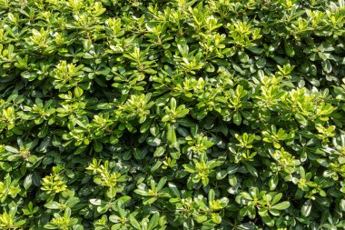 Parlak yeşil Japon peynir ağacı çalıları yazın bir parktadır.