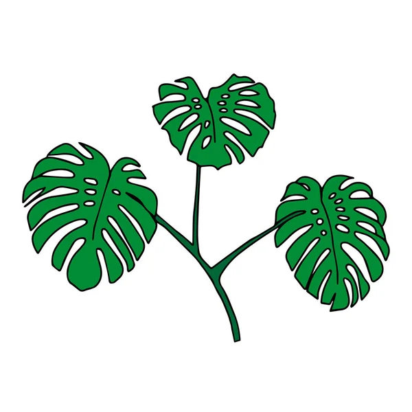 Illustration Three Green Monstera Leaves Isolated White Background — стоковый вектор