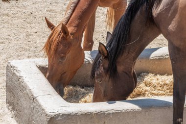 Güneşli bir günde, dağların arka planında güzel kırmızı atlar.