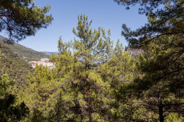 The Group of green pines are in a forest in the summer day
