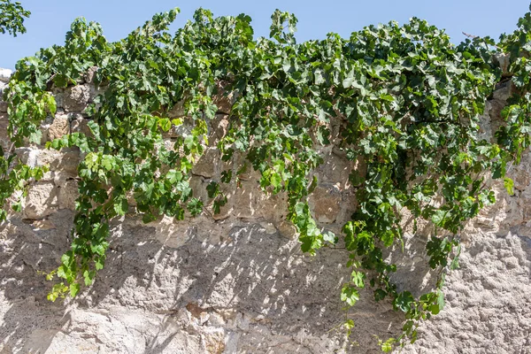 Una Bella Texture Vecchio Muro Pietra Arancione Con Vite Verde — Foto Stock