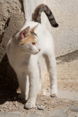 Güneşli yaz gününde, büyük sarı gözlü, güzel, siyah ve kırmızı bir kedi dışarıda. Dikey