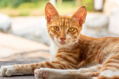 Sarı gözlü, pembe burunlu güzel, kirli, kırmızı bir kedi yavrusu dışarıda.