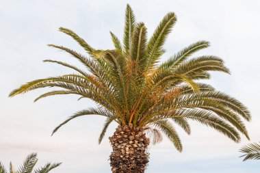 Büyük yapraklı güzel anka kuşu dactylifera palmiyesi mavi gökyüzü arka planında.