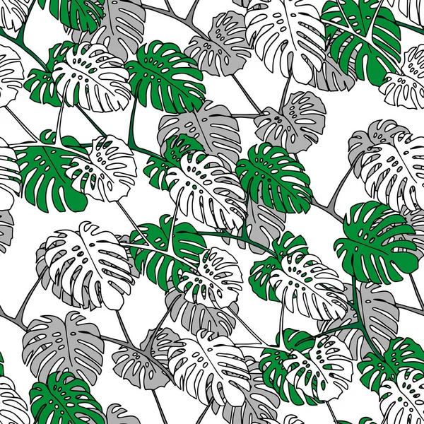 Een Illustratie Van Grijze Groene Bladeren Monstera Geïsoleerd Een Witte — Stockvector