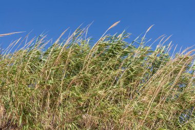 Yeşil çimenler ve mavi arka planda Arundo Donax dev bastonu.