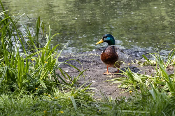 Braune und blaue Ente mit gelber Nase steht im Sommer an einem Teich im Park — Stockfoto