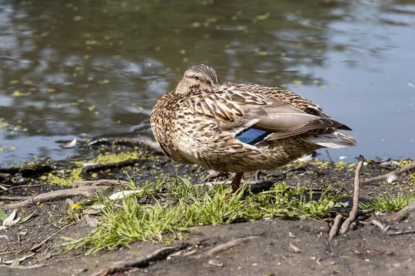 Canard Adulte Brun Bleu Nez Jaune Est Bord Étang Dans — Photo