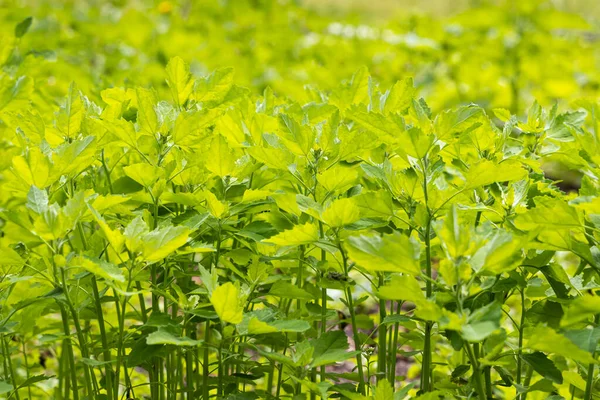 Textura verde brillante de un grupo de quinoa joven está en un parque en verano — Foto de Stock