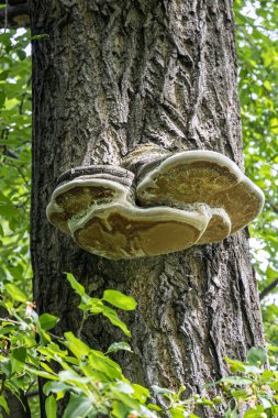 Turuncu mantarlı gri bir ağaç yazın bir parktadır. Dikey