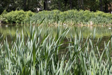 Yeşil ot kamışlarının yatay dokusu yazın bir göletin kenarındadır.