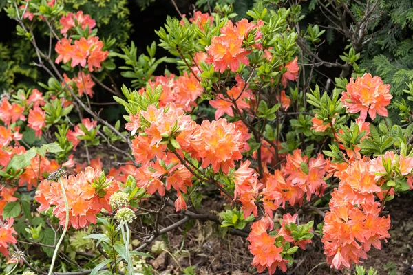 Flores Cor Rosa Rhododendron Com Folhas Verdes Crescem Jardim Verão — Fotografia de Stock