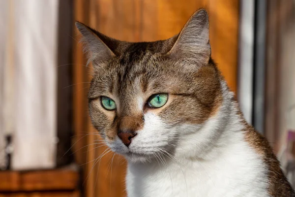 Beautiful Adult Fat Tabby Cat Blue Eyes White Spot Chest — 图库照片