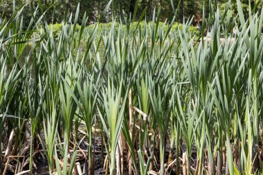 Yeşil ot kamışlarının yatay dokusu yazın bir göletin kenarındadır.