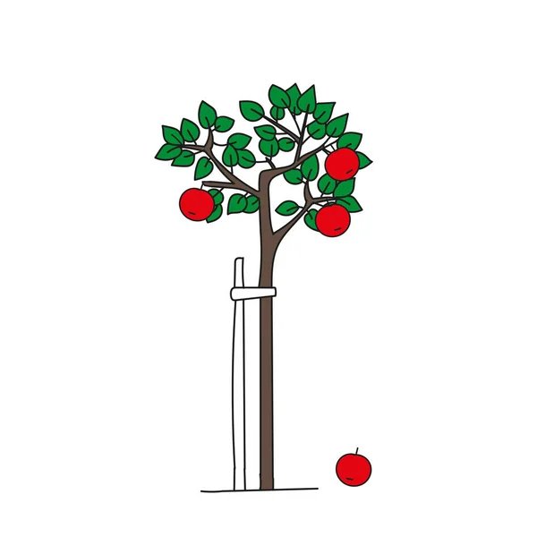 Dibujo a mano de contorno coloreado ilustración vectorial de un manzano verde con manzanas rojas aisladas sobre un fondo blanco — Vector de stock