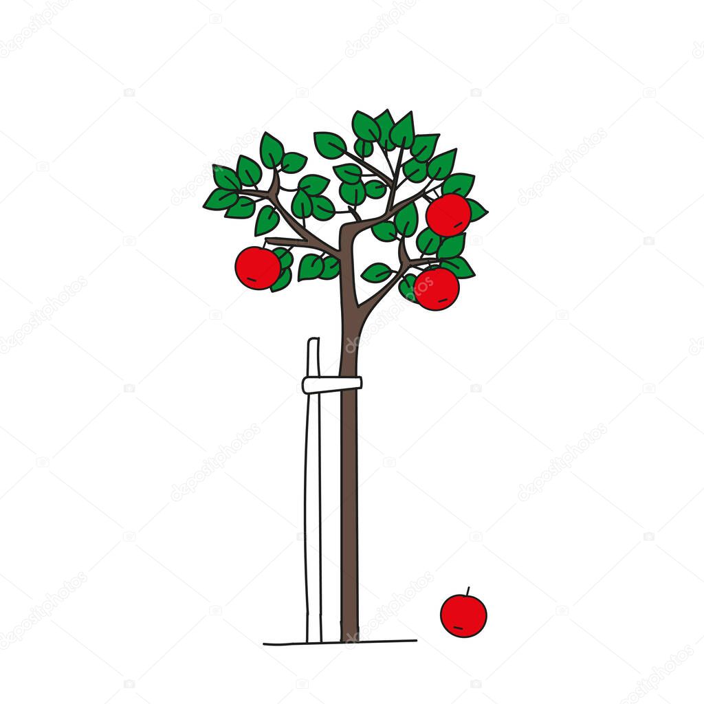 A Colored outline hand drawing vector illustration of a green apple tree with red apples isolated on a white background
