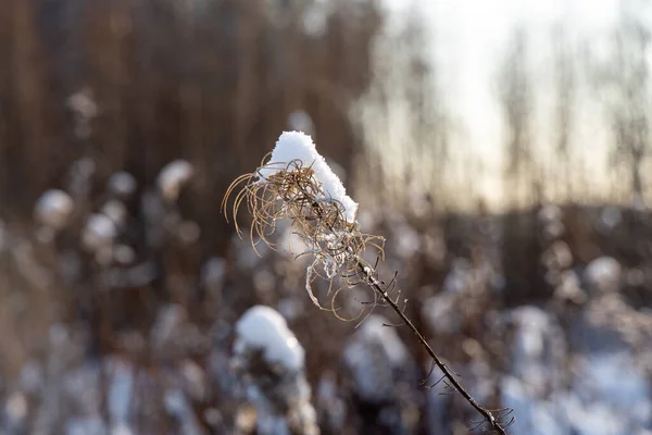 Brown flor seca Sally com whire neve está no dia de inverno no fundo enevoado cinza — Fotografia de Stock