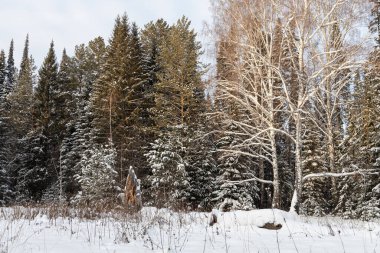 Çam dalları beyaz pofuduk kar ve huş ağaçlarıyla kaplıdır.