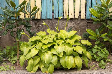 Beyaz çiçekli ev sahiplerinin yeşil yaprakları yazın gri bir arka plandadır.