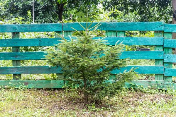 Pequeno Abeto Verde Está Jardim Verão Fundo Cerca Azul — Fotografia de Stock