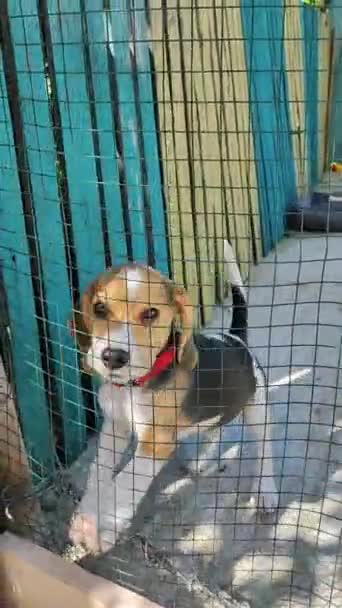 Lindo Cachorro Dois Meses Beagle Colar Vermelho Está Latindo Quintal — Vídeo de Stock