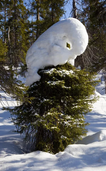 Gran i skogen vinter — Stockfoto