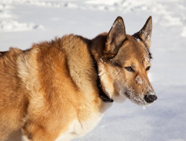 Kızıl saçlı av köpeği portresi