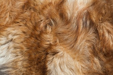 Makro yün kırmızı köpek