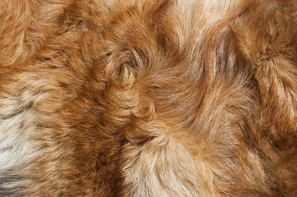 Makro yün kırmızı köpek
