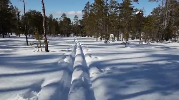 Катание на лыжах в лесу — стоковое видео